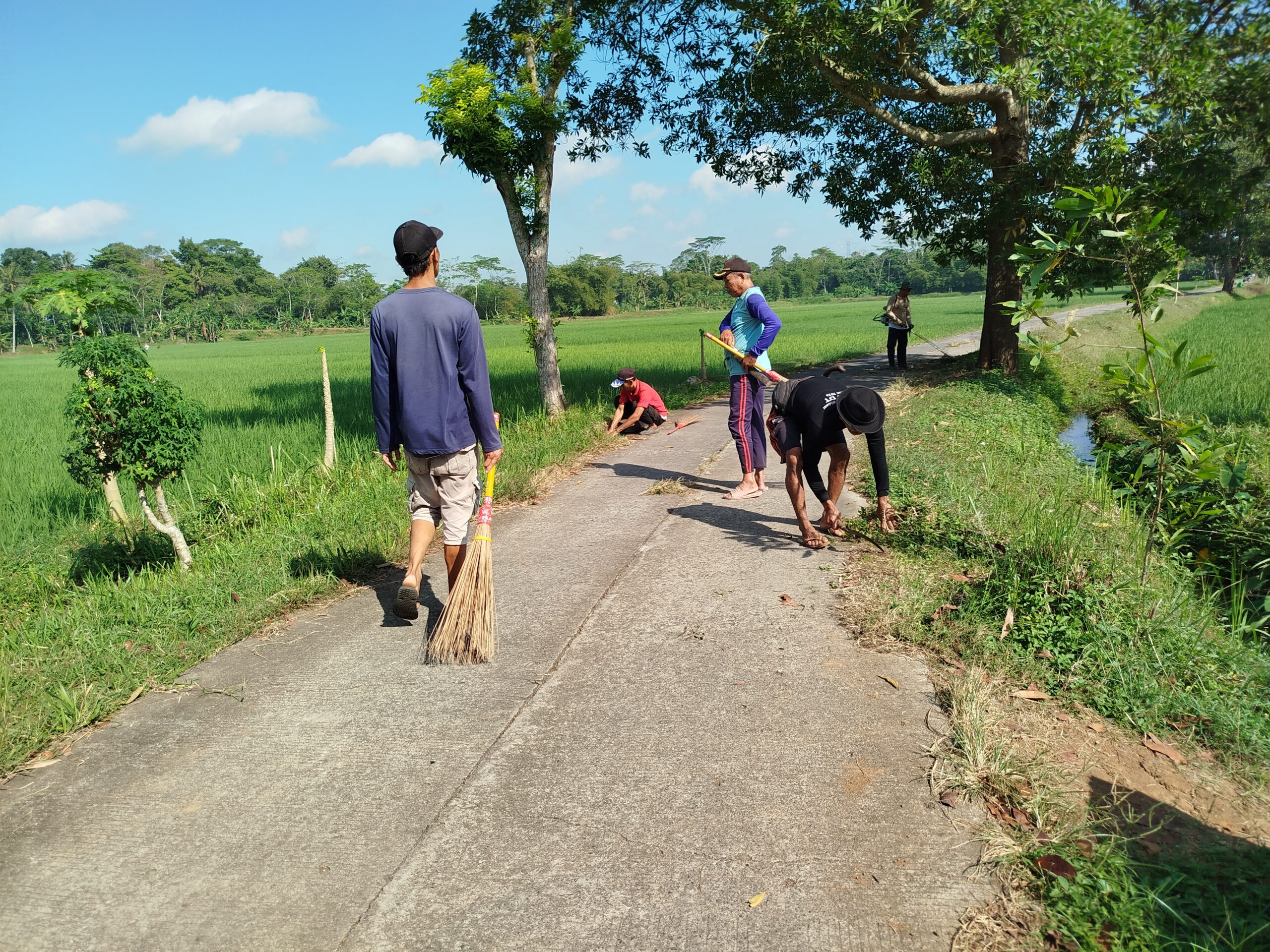 Pemandangan sawah di Dusun Margasari